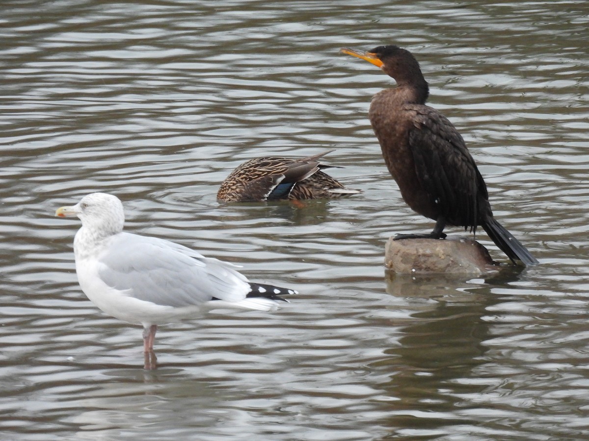 Double-crested Cormorant - ML645415969