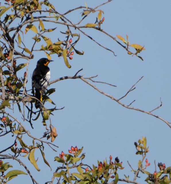 Мексиканский трупиал - ML645415983