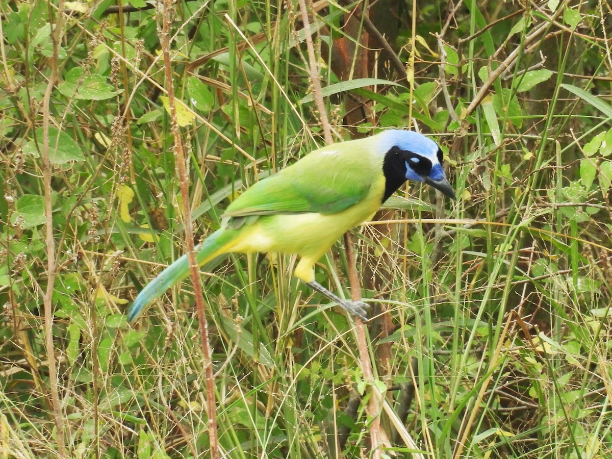 Geai vert - ML645415985