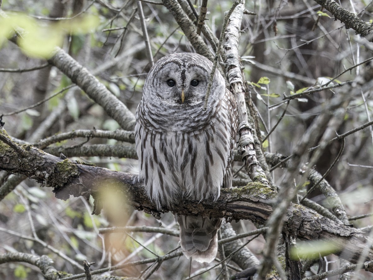 Barred Owl - ML645415997