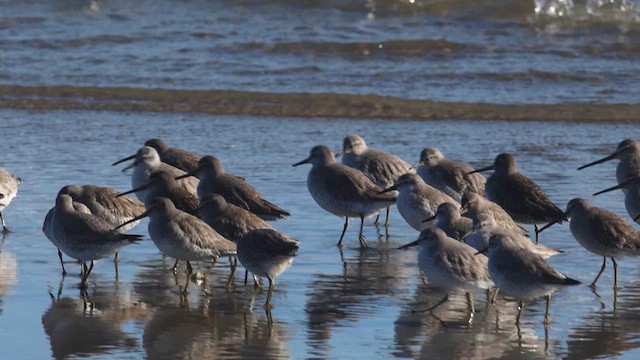 紅腹濱鷸 - ML645416000