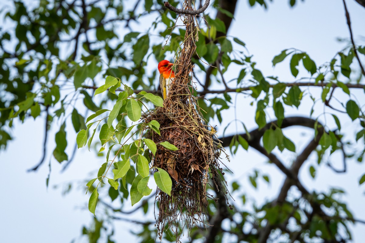 Red-headed Weaver (Southern) - ML645416002