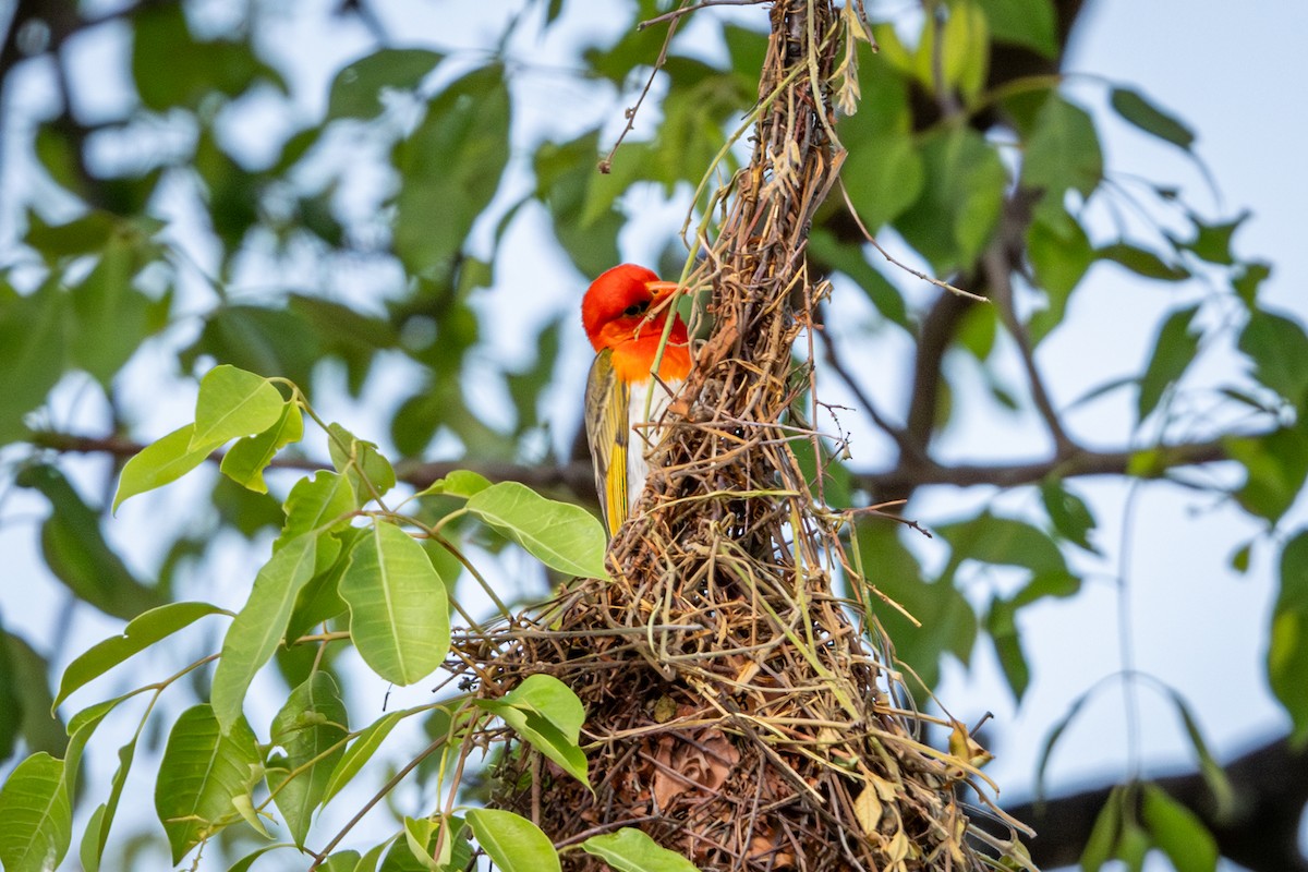 Red-headed Weaver (Southern) - ML645416003