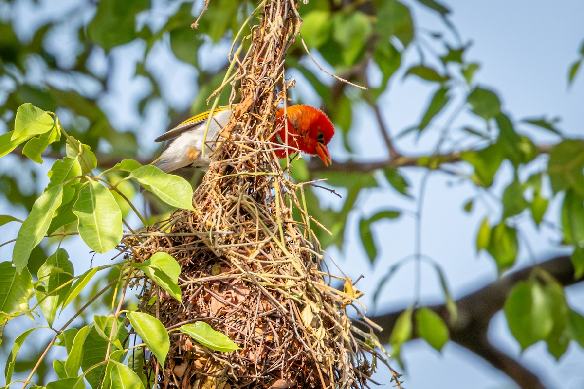 Red-headed Weaver (Southern) - ML645416004