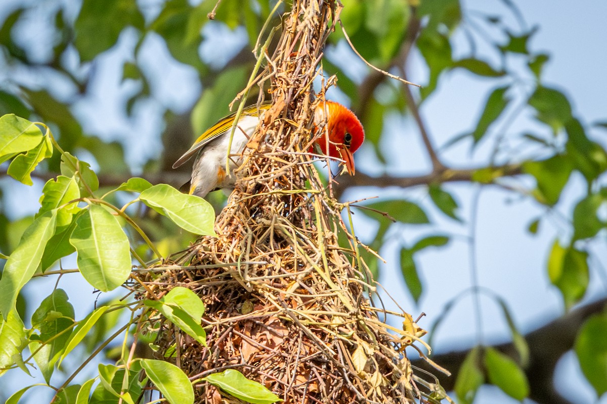 Red-headed Weaver (Southern) - ML645416005
