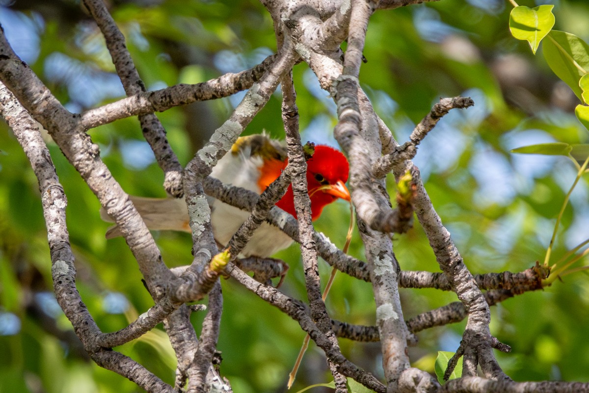 Red-headed Weaver (Southern) - ML645416006