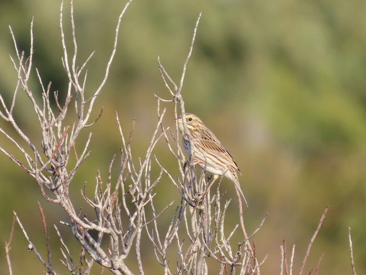 strnadec luční [skupina sandwichensis] - ML645416012