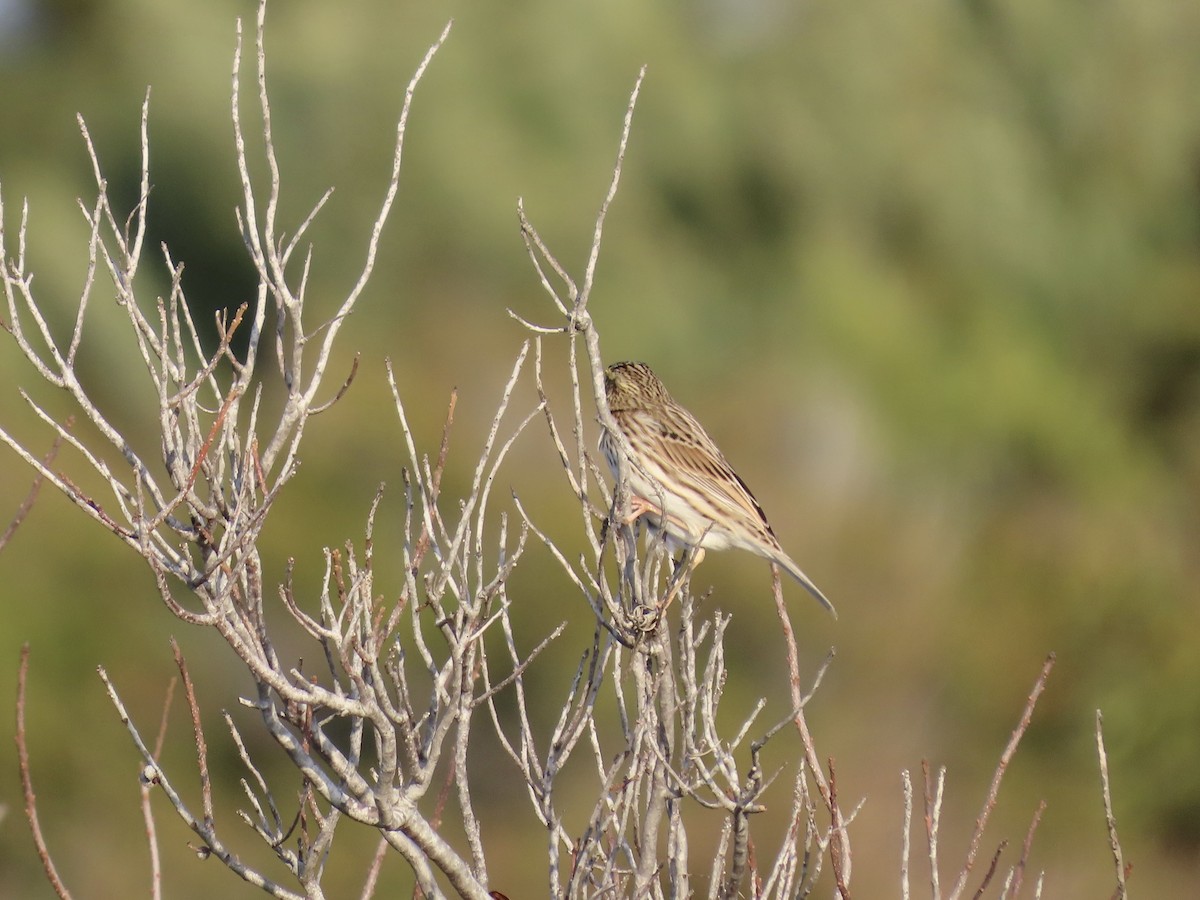 strnadec luční [skupina sandwichensis] - ML645416013