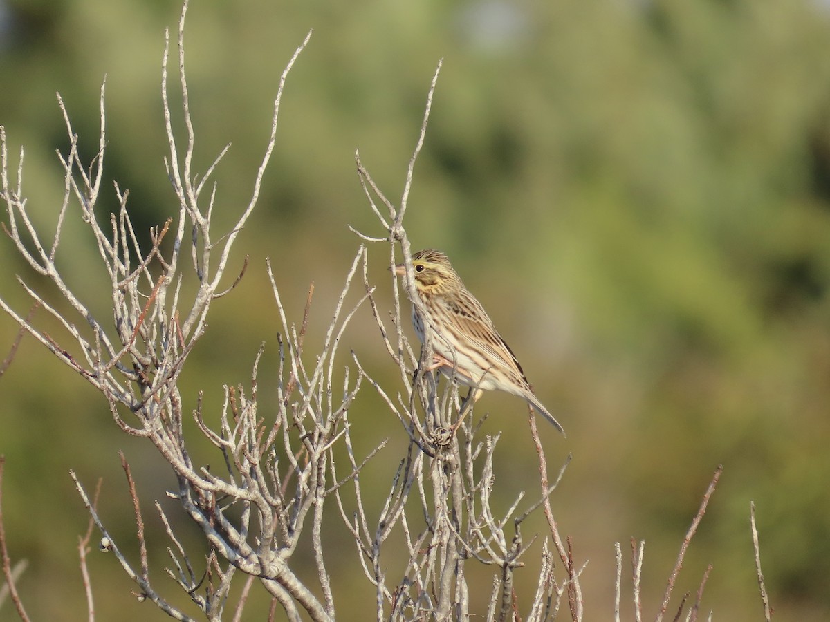 strnadec luční [skupina sandwichensis] - ML645416014