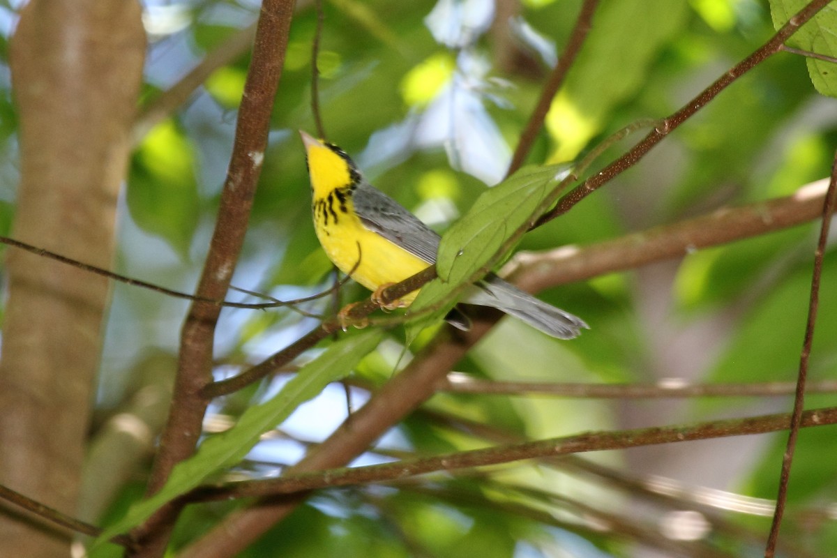 Canada Warbler - ML645416015