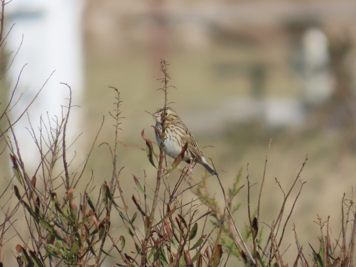 strnadec luční [skupina sandwichensis] - ML645416016