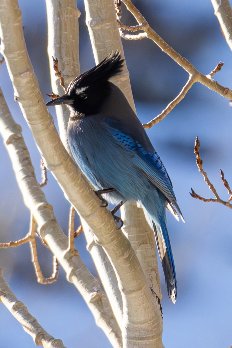 Steller's Jay - ML645416023