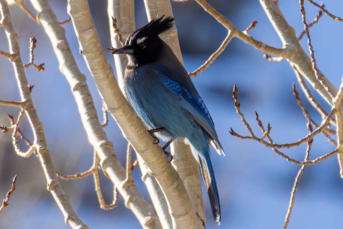 Steller's Jay - ML645416024