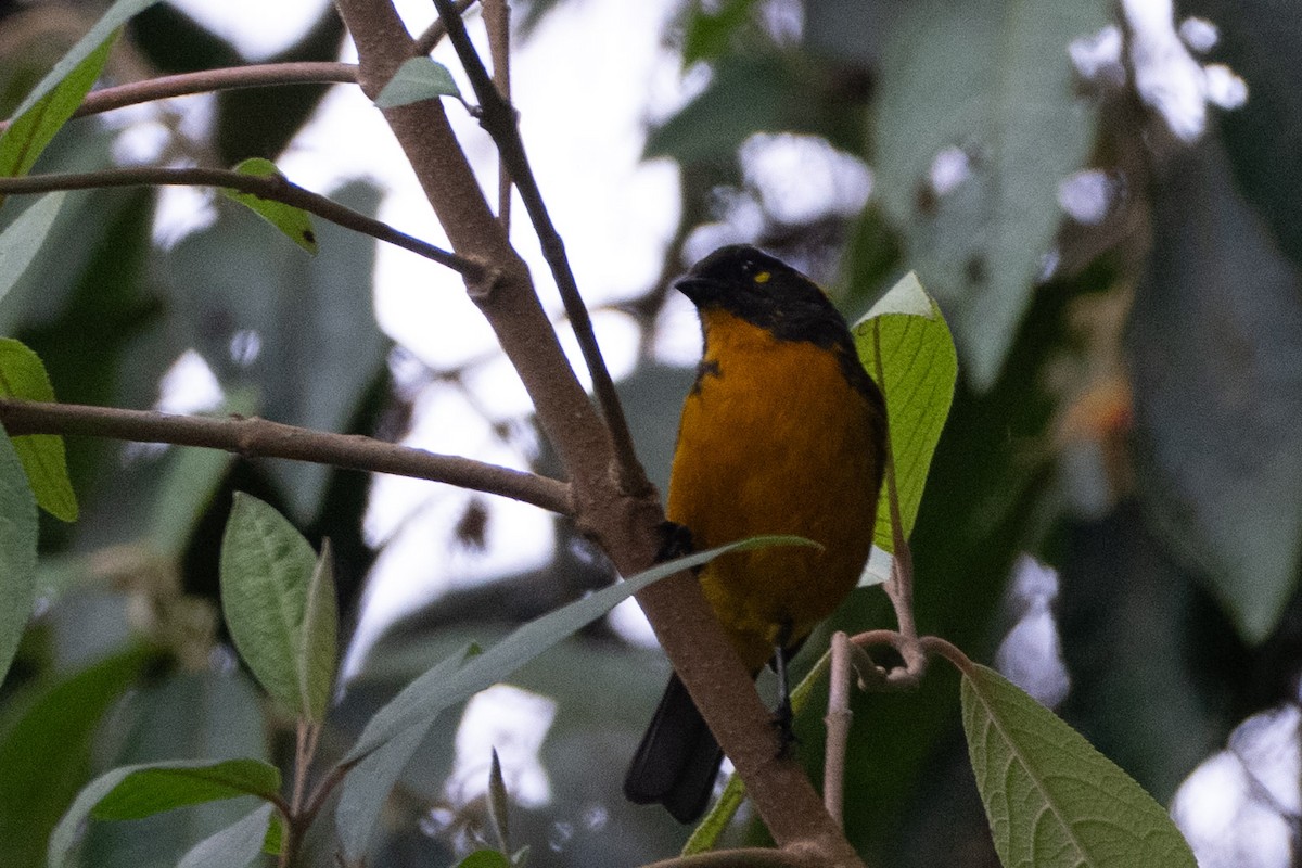 Lacrimose Mountain Tanager - ML645416058