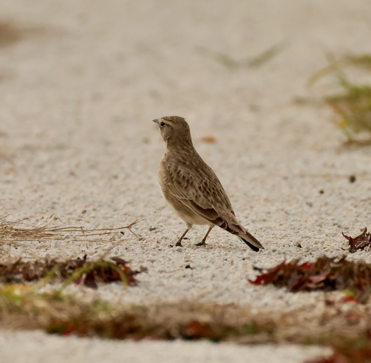 Horned Lark - ML645416061