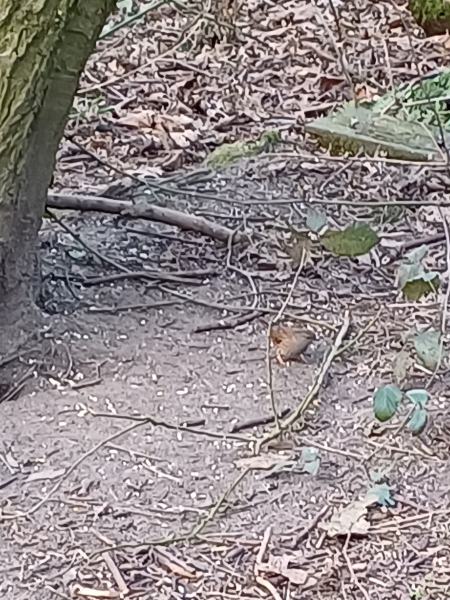 Accenteur mouchet - ML645416070