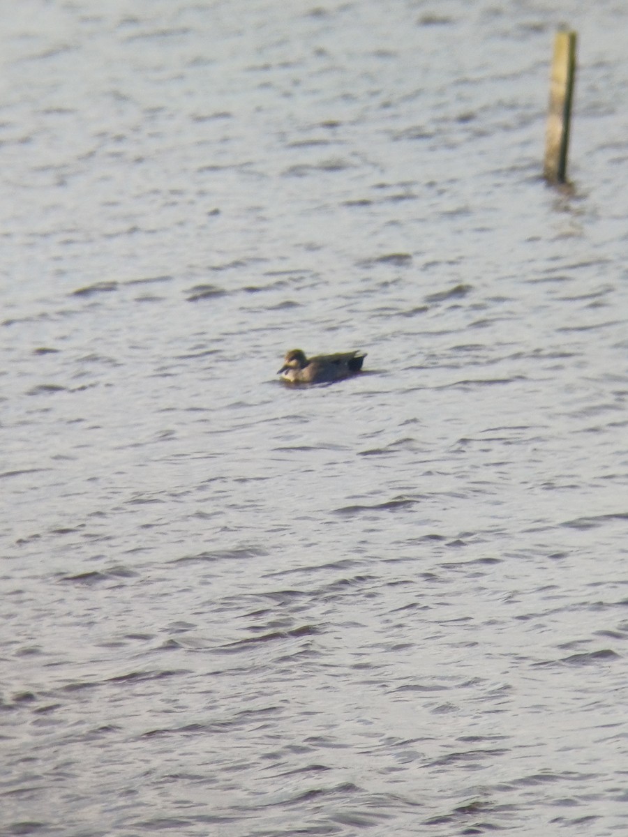 kopřivka obecná - ML645416071