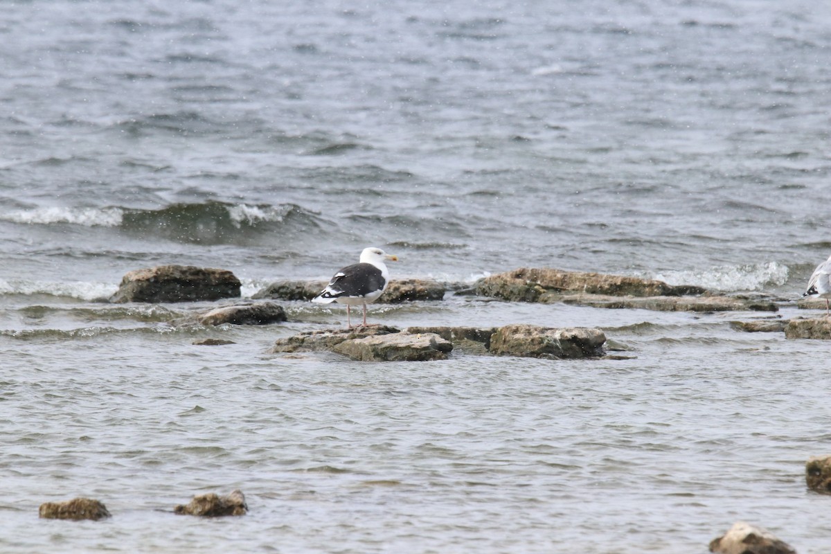 Great Black-backed Gull - ML645416077