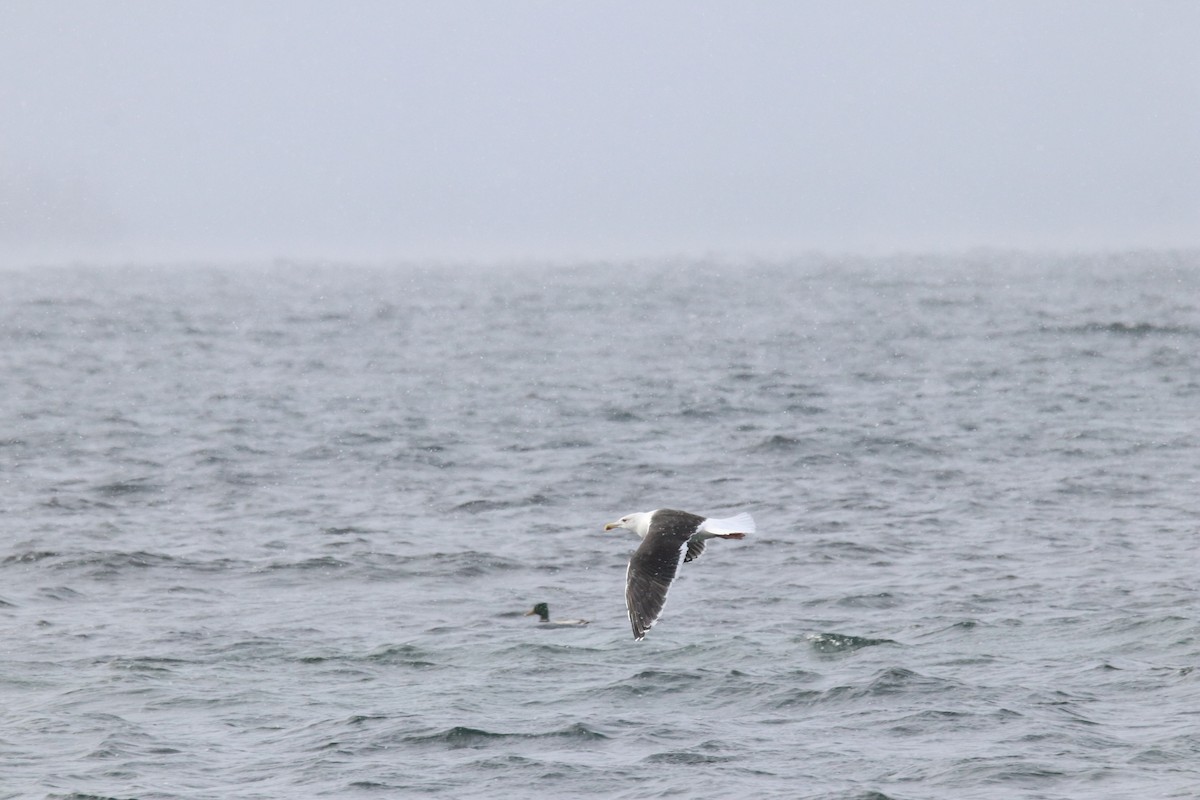 Great Black-backed Gull - ML645416078