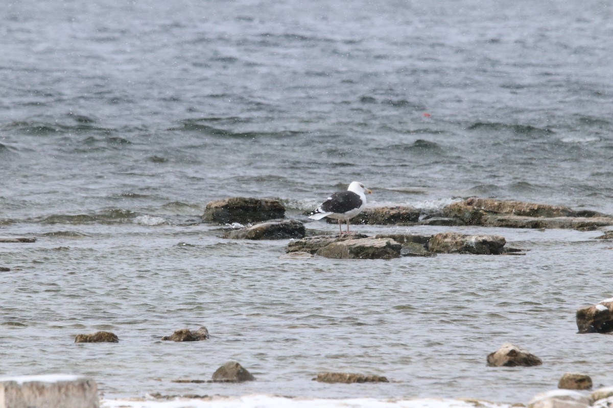 Great Black-backed Gull - ML645416079