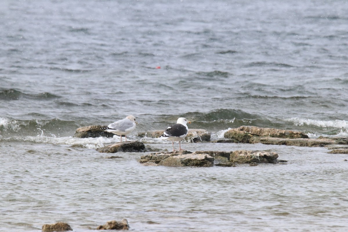 Great Black-backed Gull - ML645416080