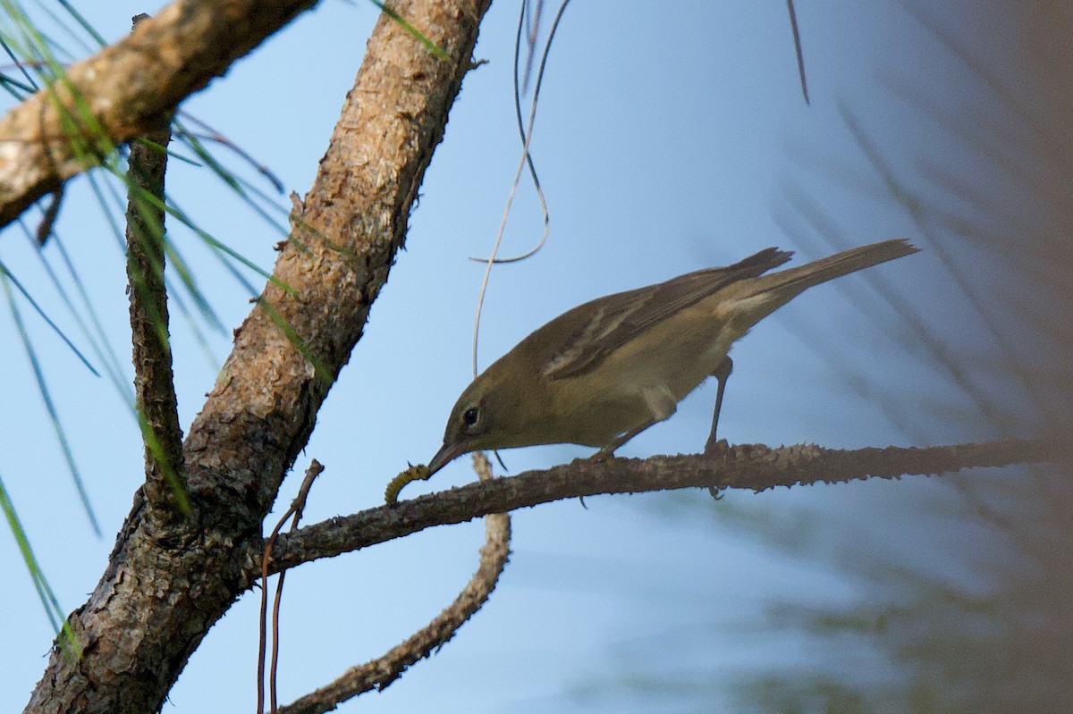 Pine Warbler - ML645416085