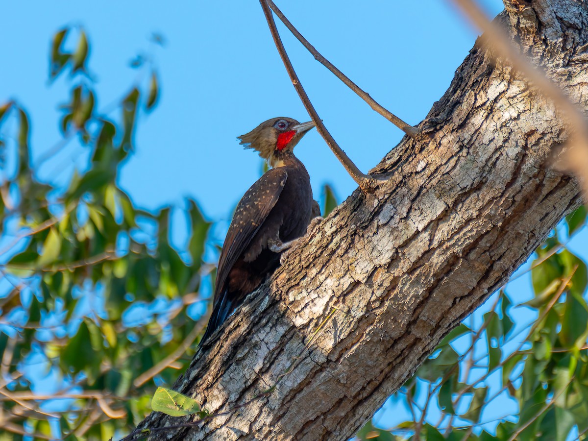 Pale-crested Woodpecker - ML645416086