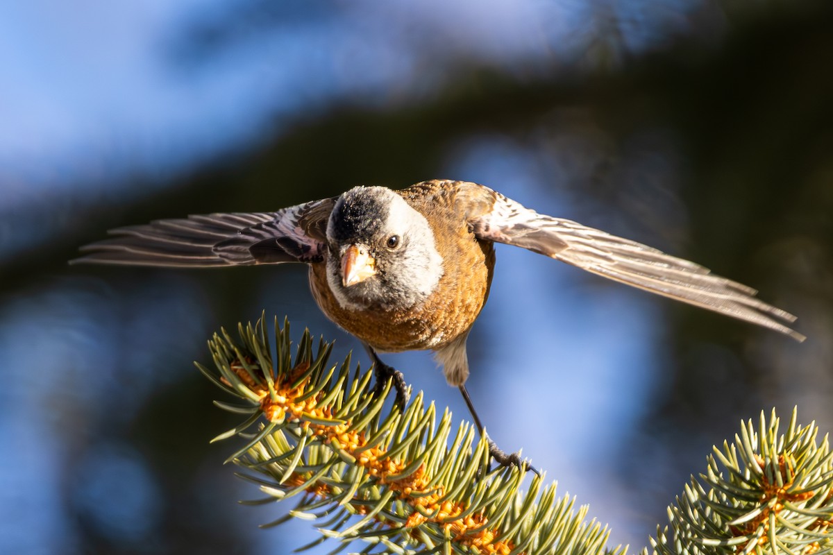 Gray-crowned Rosy-Finch - ML645416091