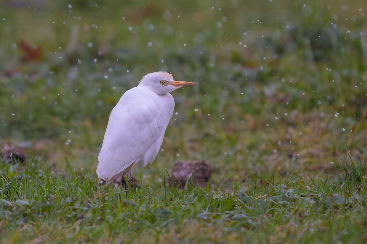 volavka rusohlavá - ML645416092