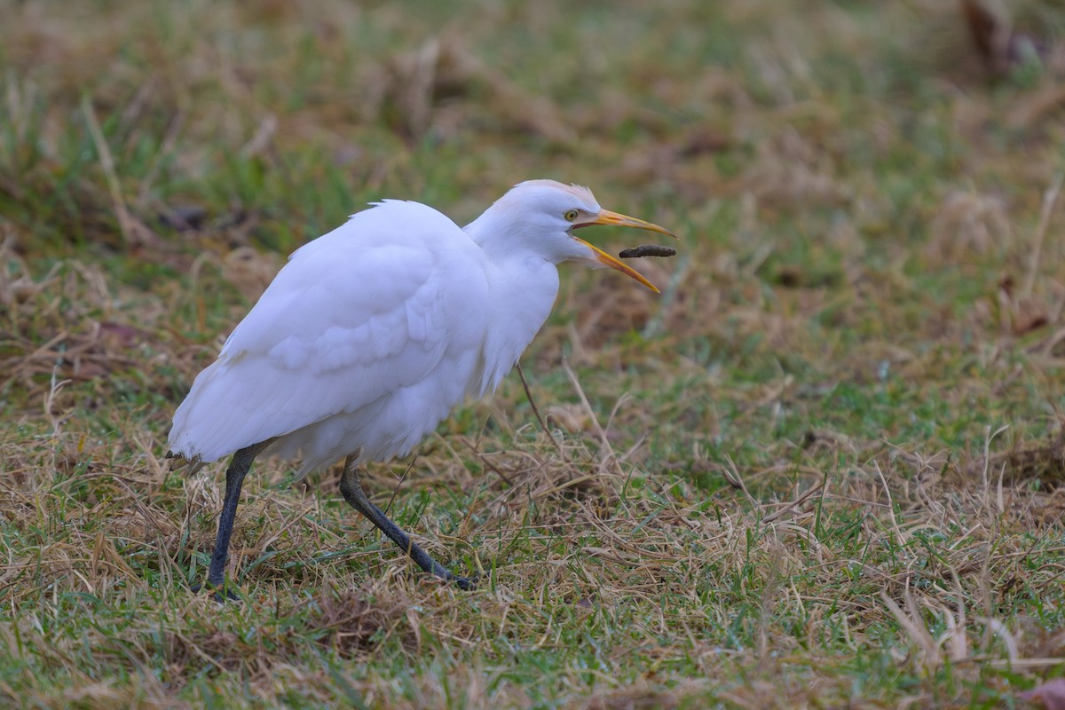 volavka rusohlavá - ML645416093