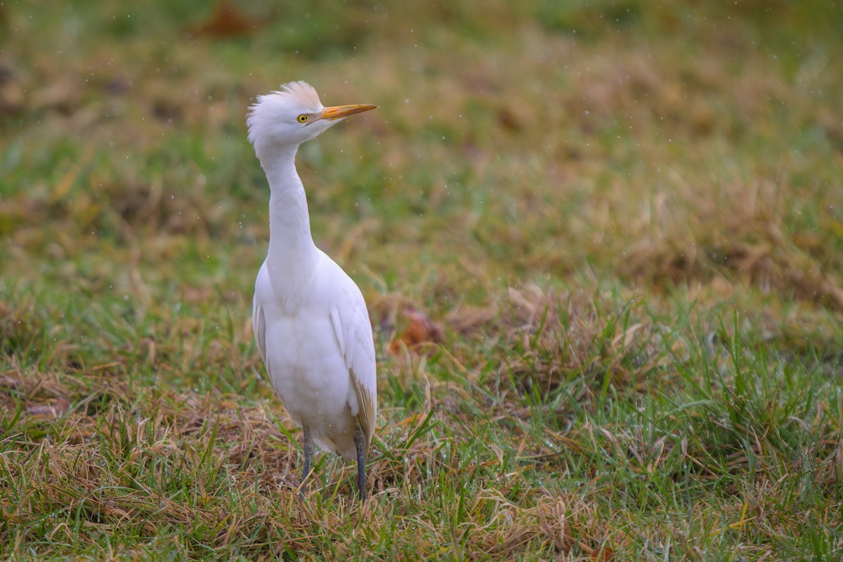 volavka rusohlavá - ML645416094