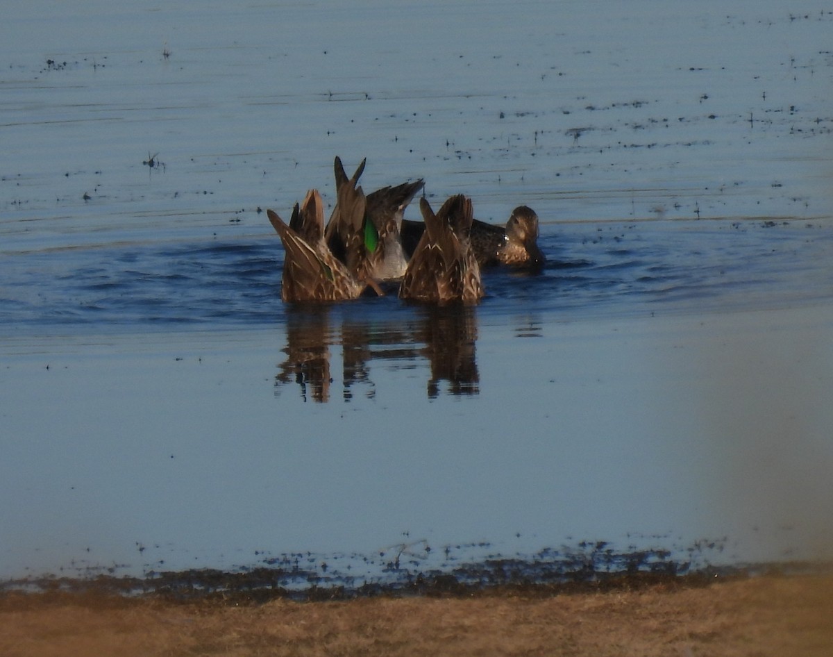 Çamurcun - ML645416095