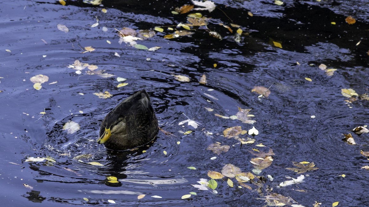 kachna tmavá - ML645416096