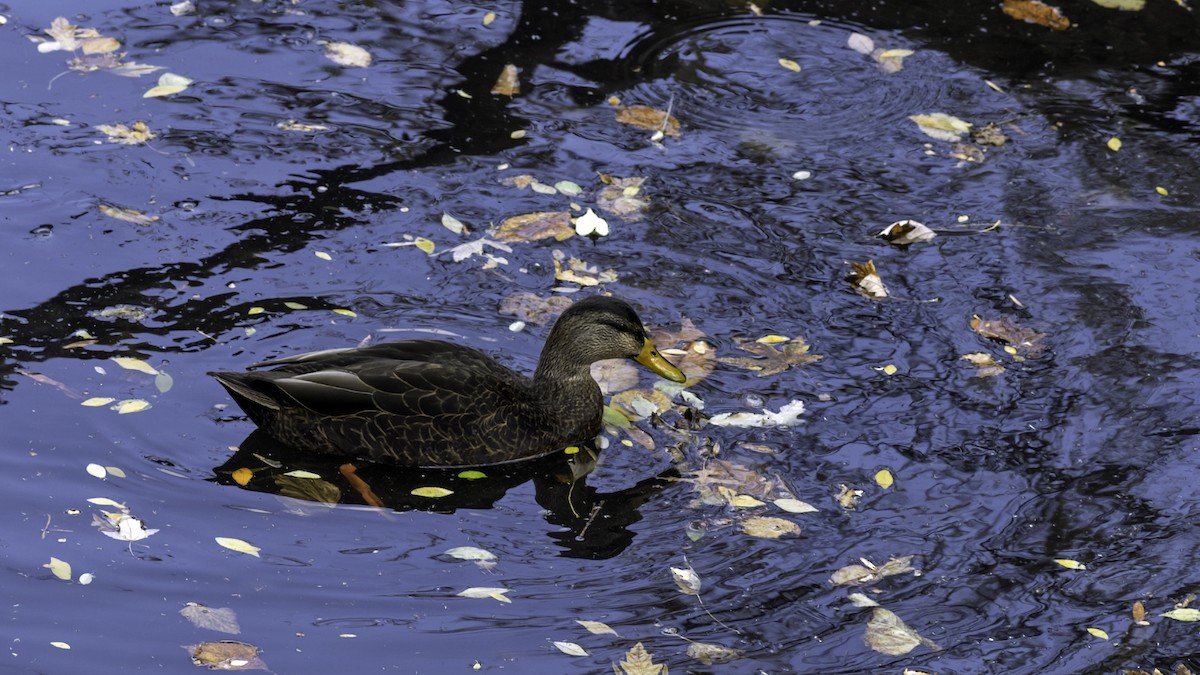 kachna tmavá - ML645416099