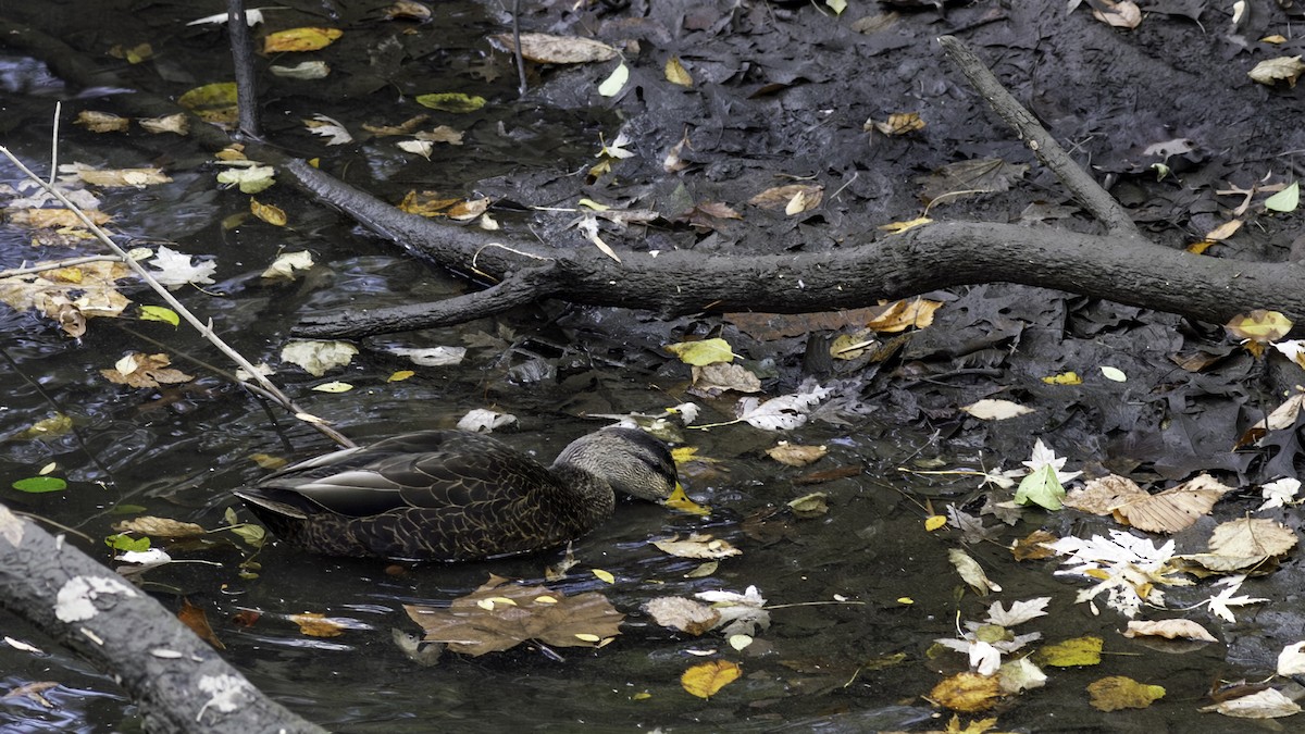 kachna tmavá - ML645416104