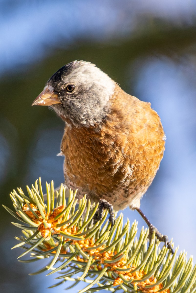 Gray-crowned Rosy-Finch - ML645416106