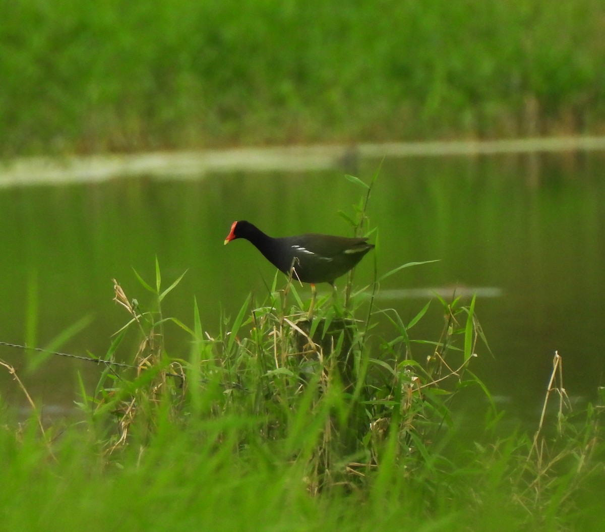 Uroilo amerikarra - ML645416108