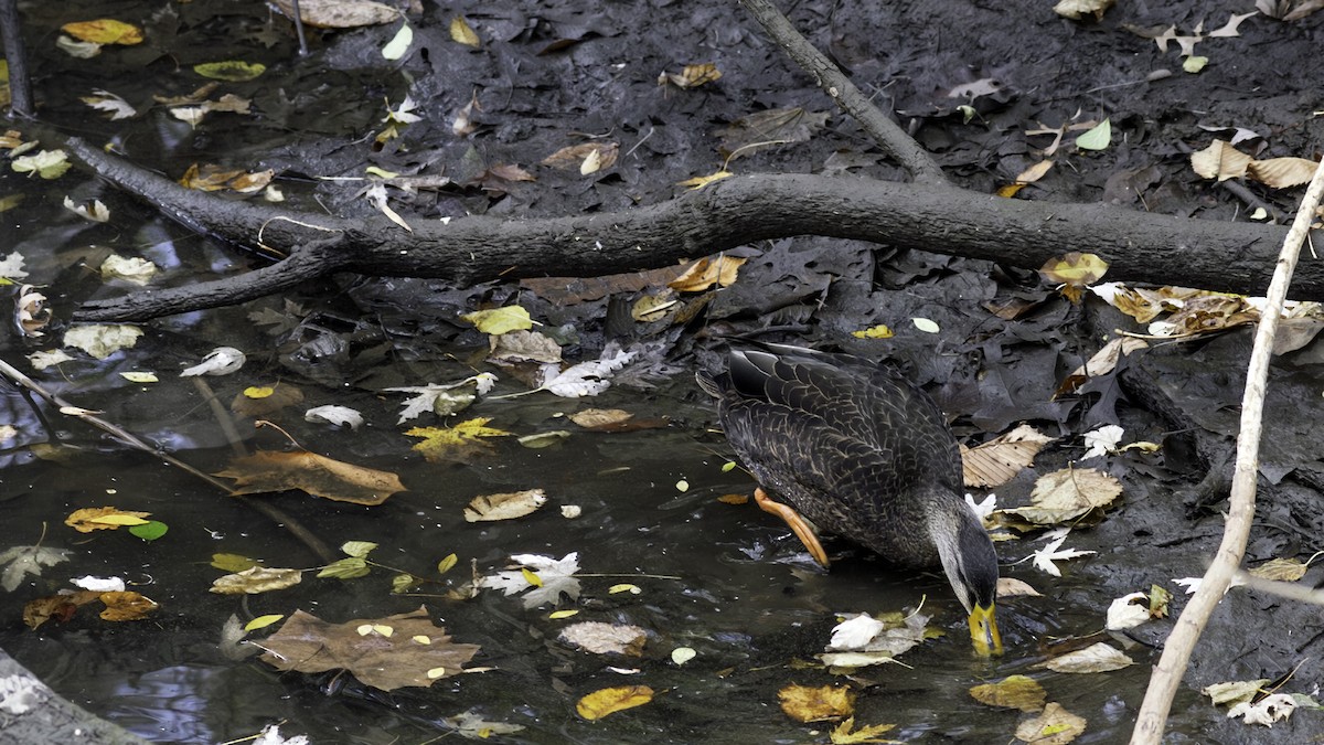 kachna tmavá - ML645416109