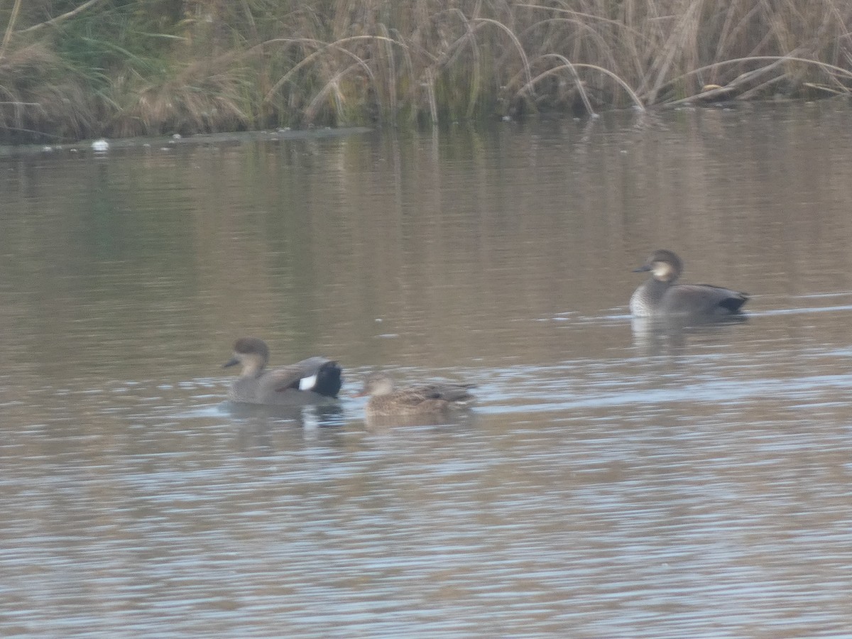 kopřivka obecná - ML645416110