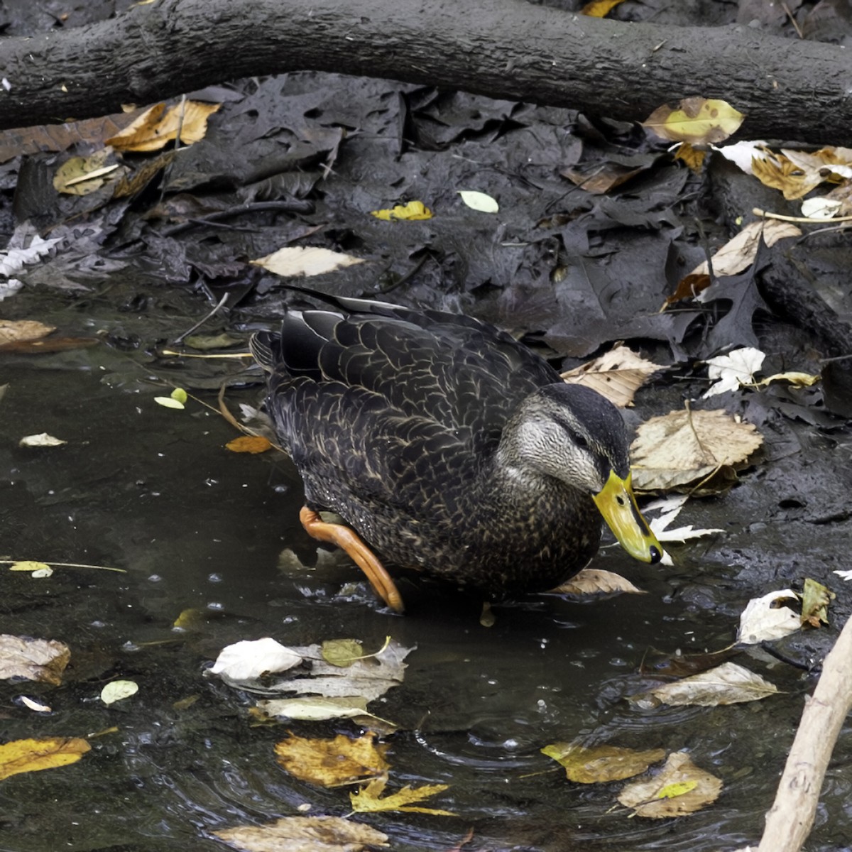 kachna tmavá - ML645416111