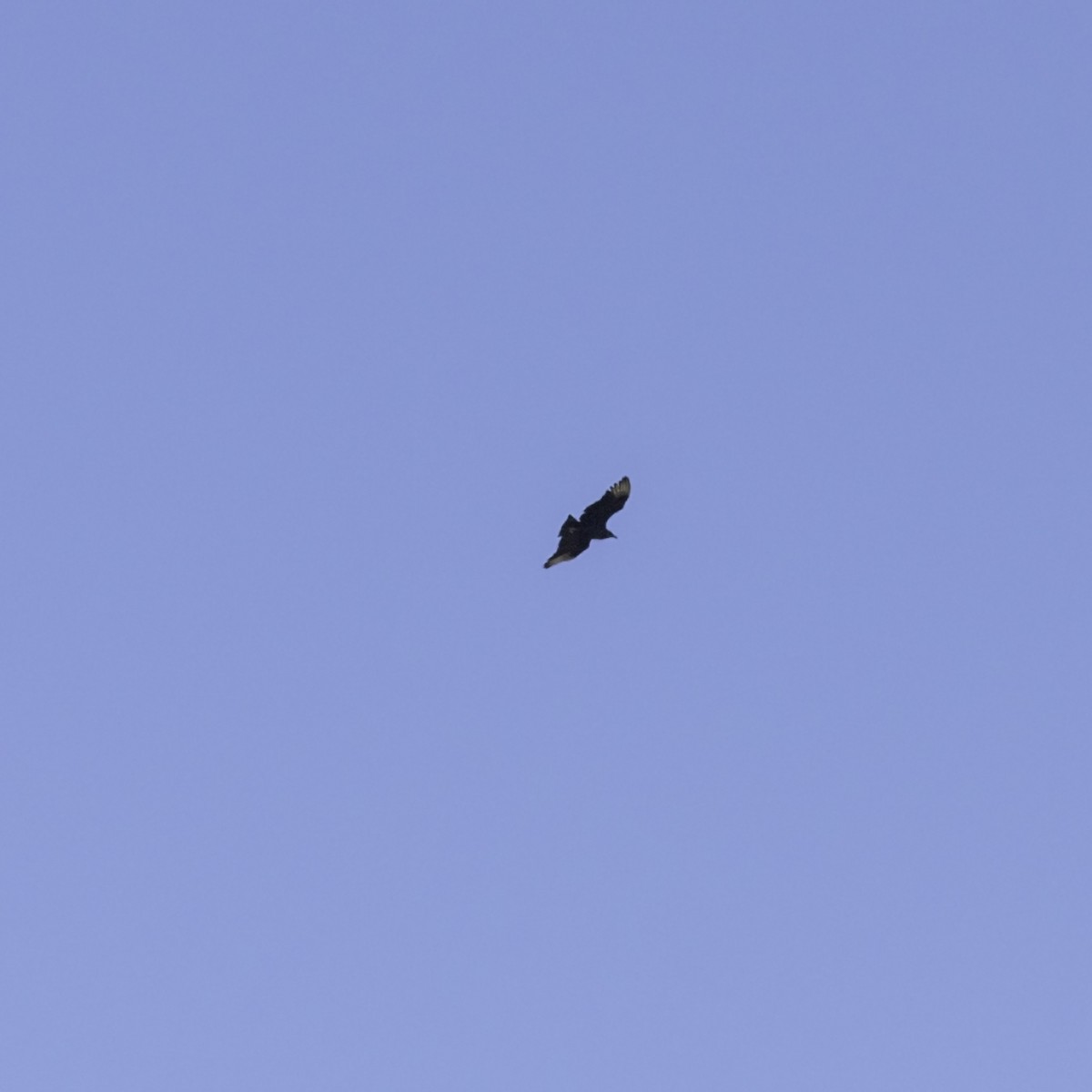 Black Vulture - ML645416117