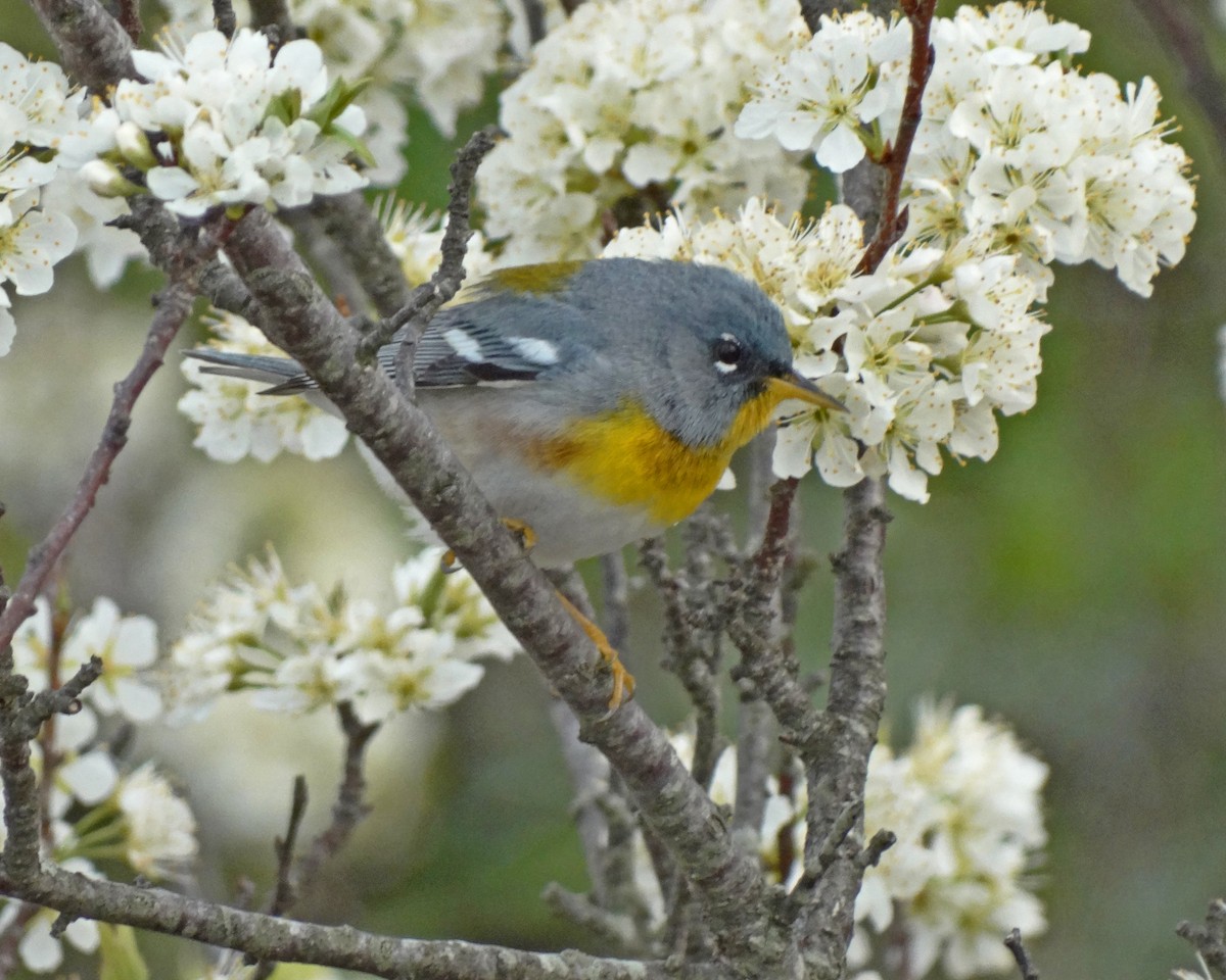 Northern Parula - ML645416137
