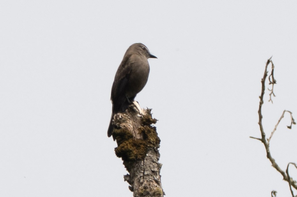 Smoky Bush-Tyrant - ML645416143