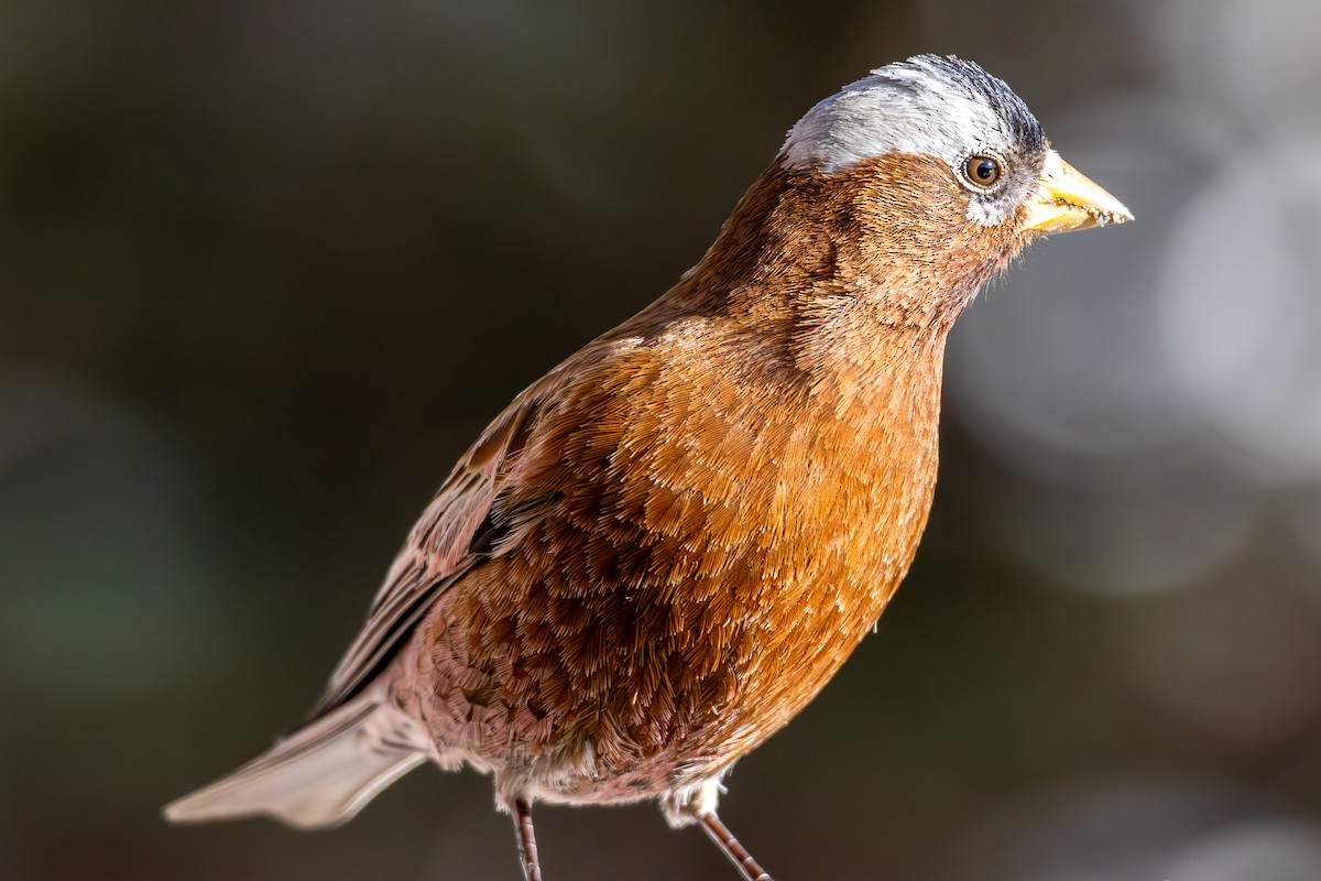 Gray-crowned Rosy-Finch - ML645416144