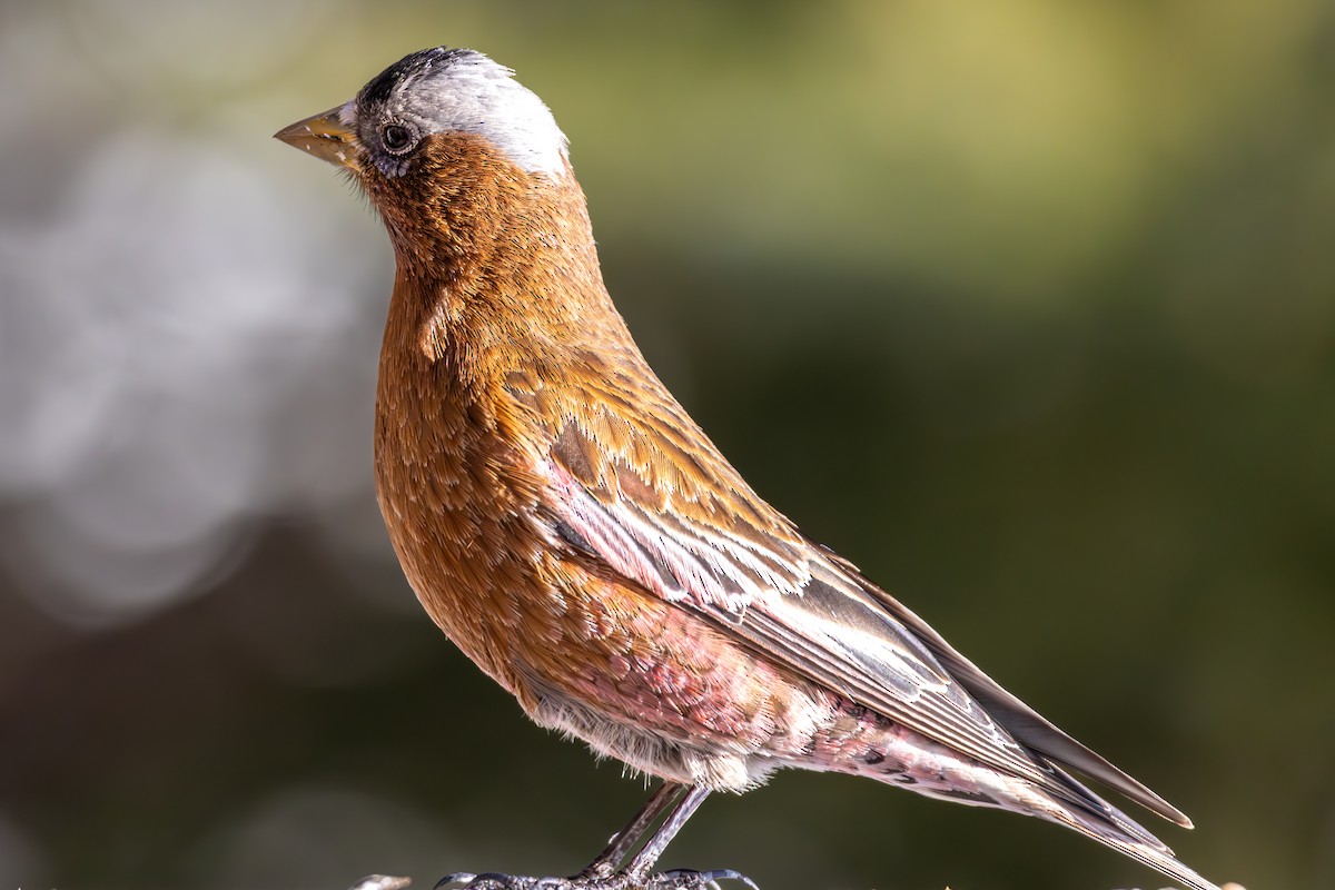 Gray-crowned Rosy-Finch - ML645416146