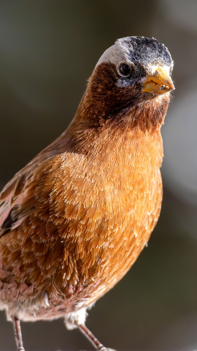 Gray-crowned Rosy-Finch - ML645416152
