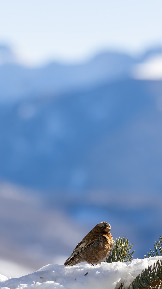 Gray-crowned Rosy-Finch - ML645416160