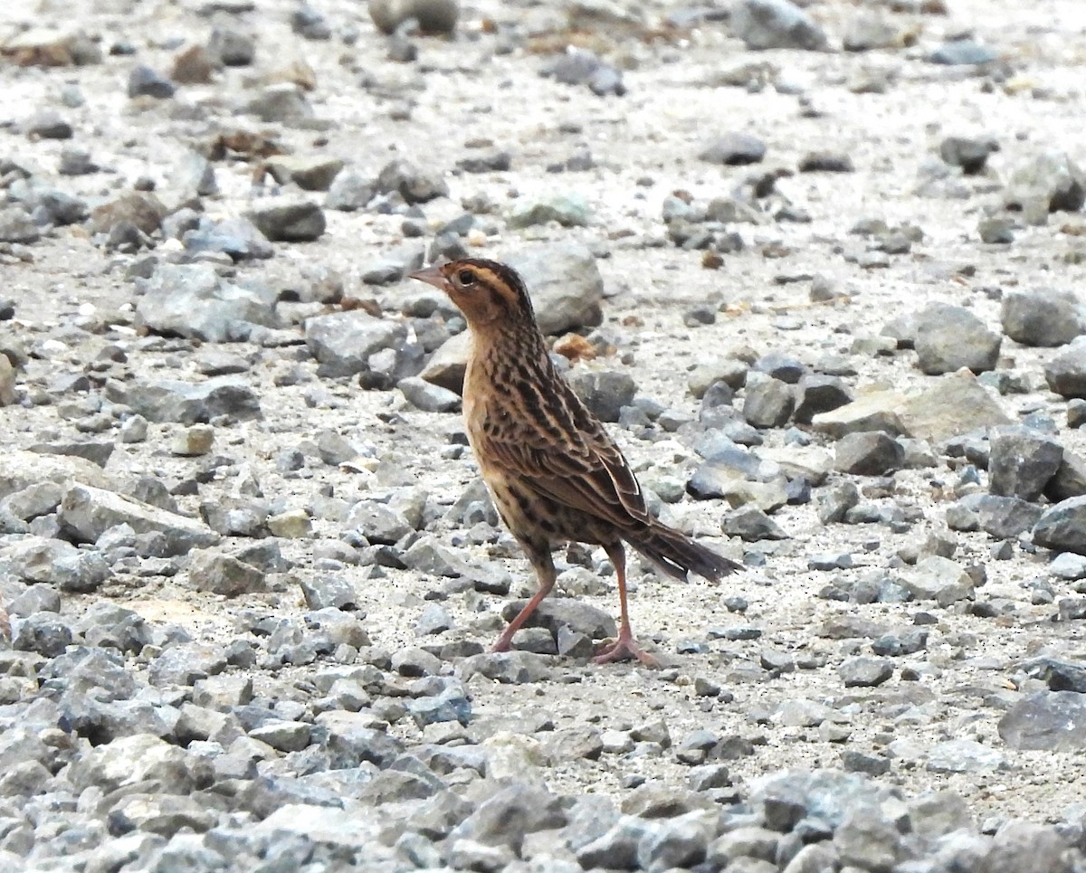 Sturnelle militaire - ML645416161