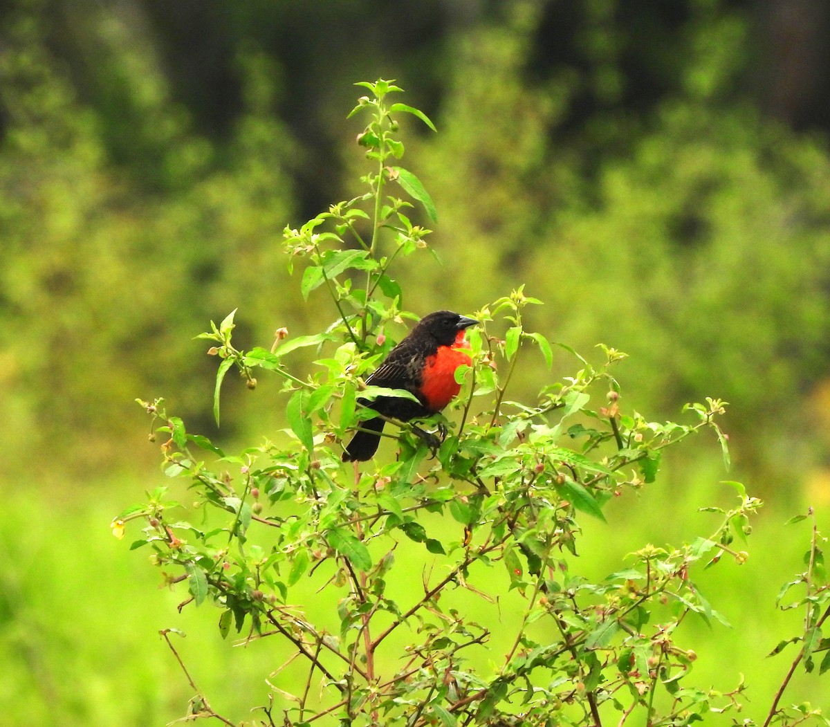 Sturnelle militaire - ML645416162