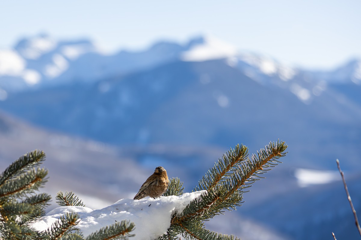Gray-crowned Rosy-Finch - ML645416168